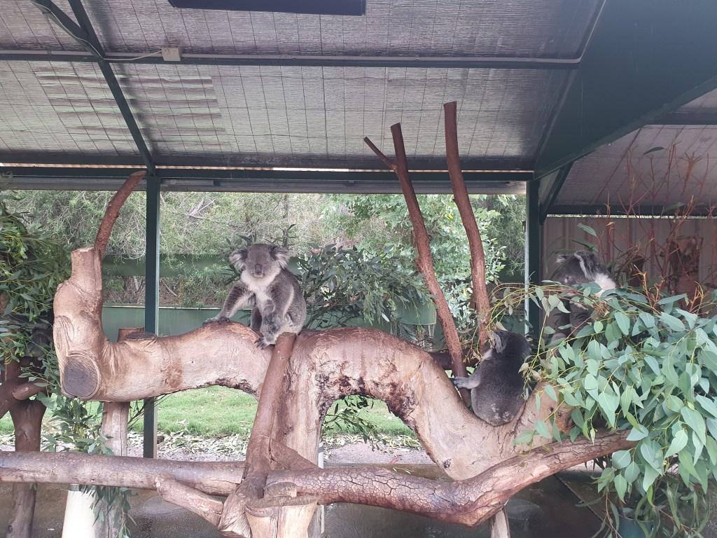 Caversham Wildlife Park – An Exciting Family&nbsp;Outing